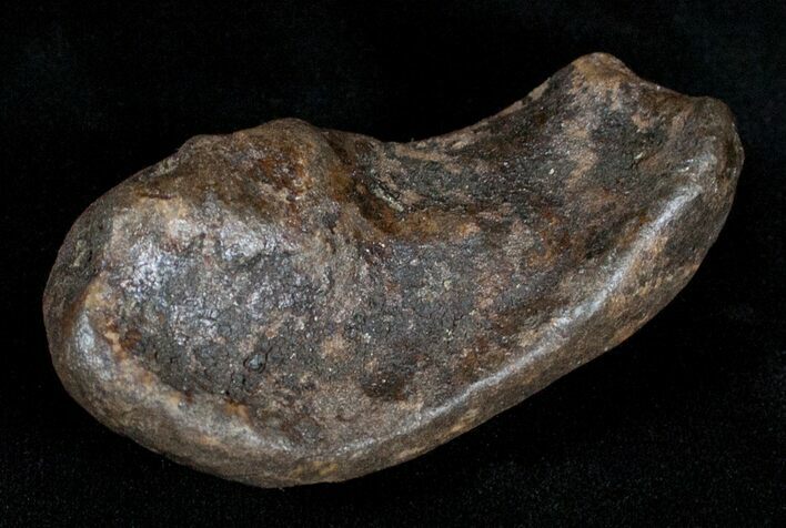 Fossil Cetacean (Whale) Ear Bone - Miocene #3497